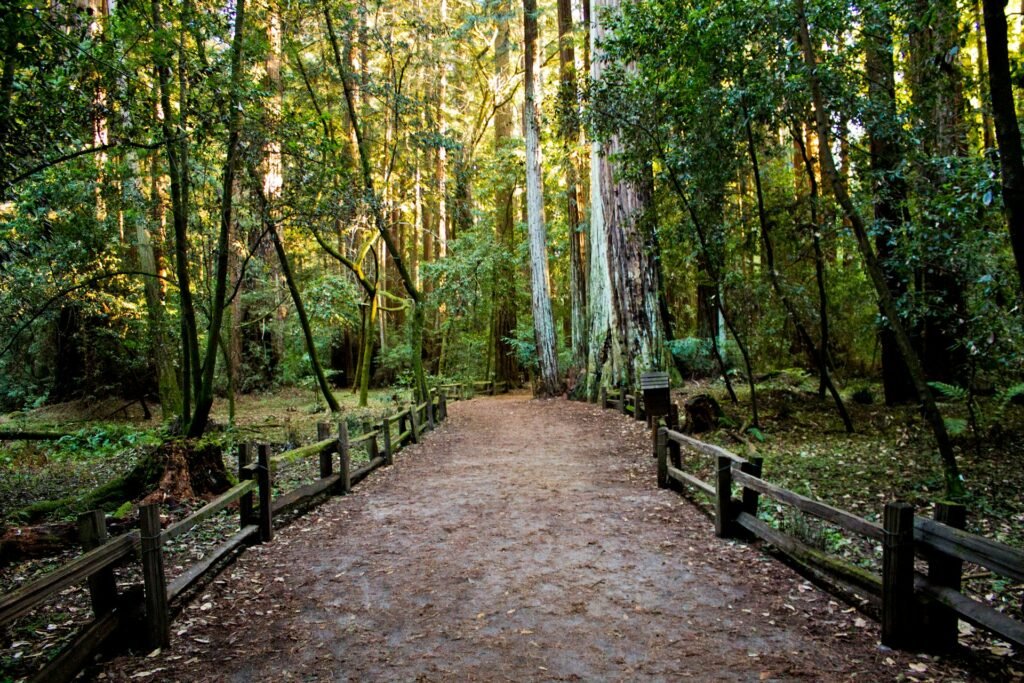 Trail path with a lot of old trees